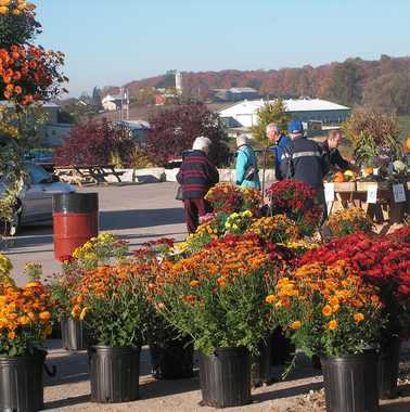 Photo: Morning shopping for flowers.