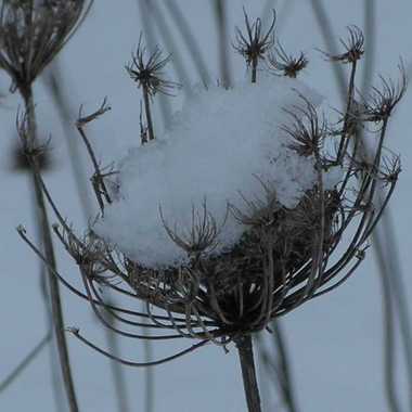 Photo: Fending off the snow.