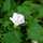 A bold bindweed blossom.