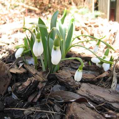 Photo: A bunch of snowdrops.
